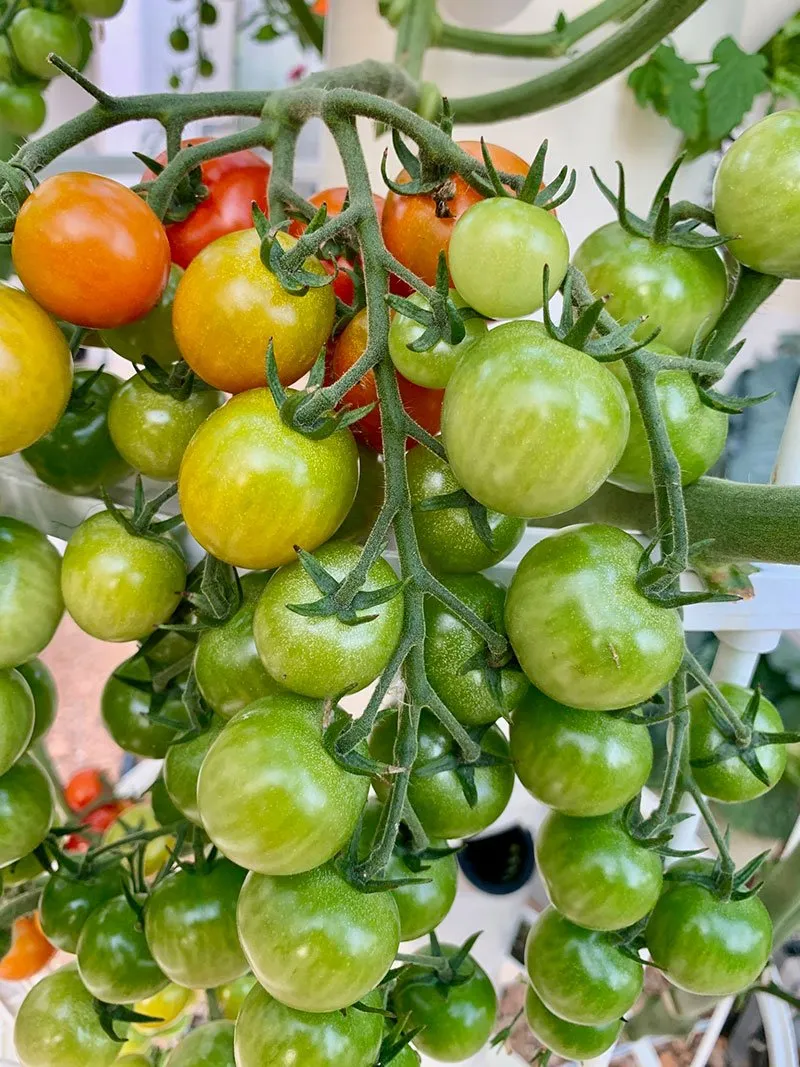 tomato-aeroponic-tower