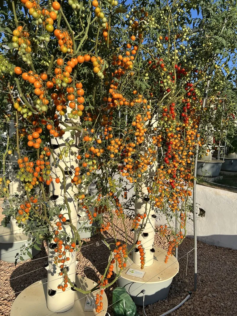 tomato-tower-garden