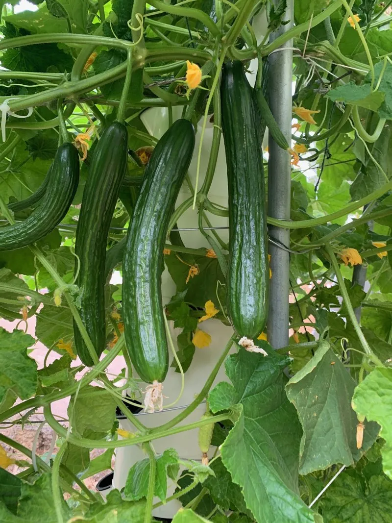 vertical-farming-marketmore-cucumbers