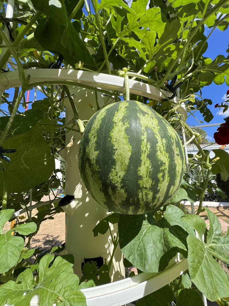 watermelon-tower-garden