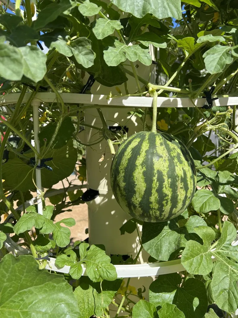 watermelon-vertical-farming