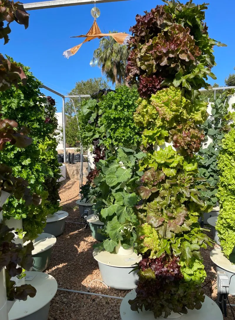 lettuce-aeroponic-tower