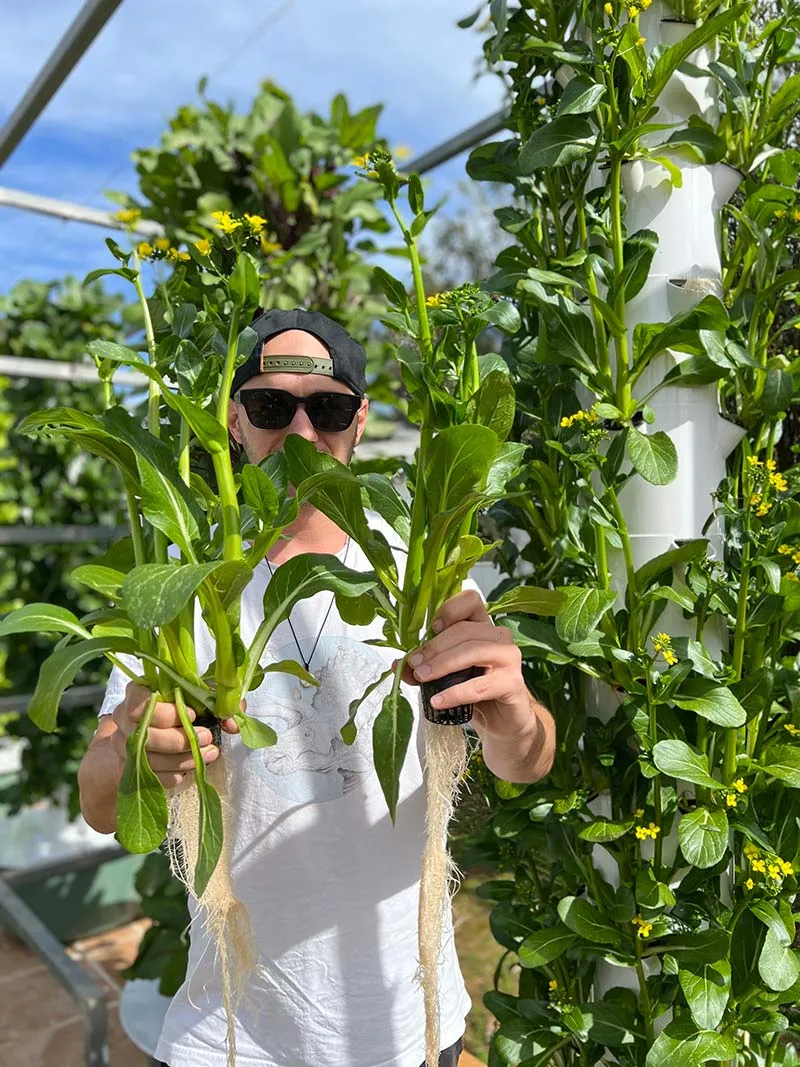 aeroponic-garden-choy-sum