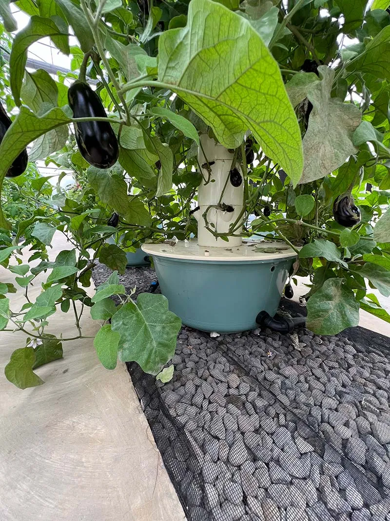 aeroponic-garden-eggplant
