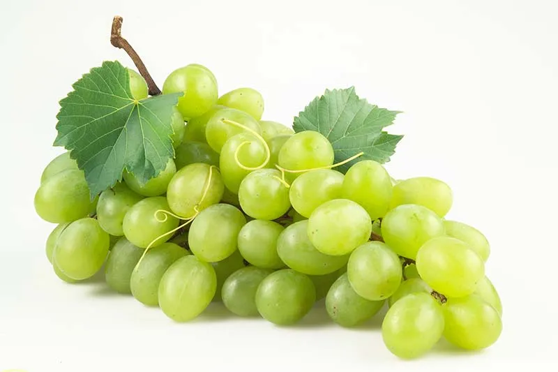 aeroponic-garden-grapes