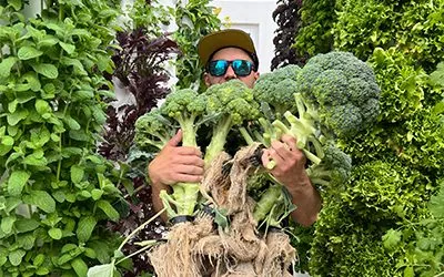Vertical farming with broccoli on a Tower Garden