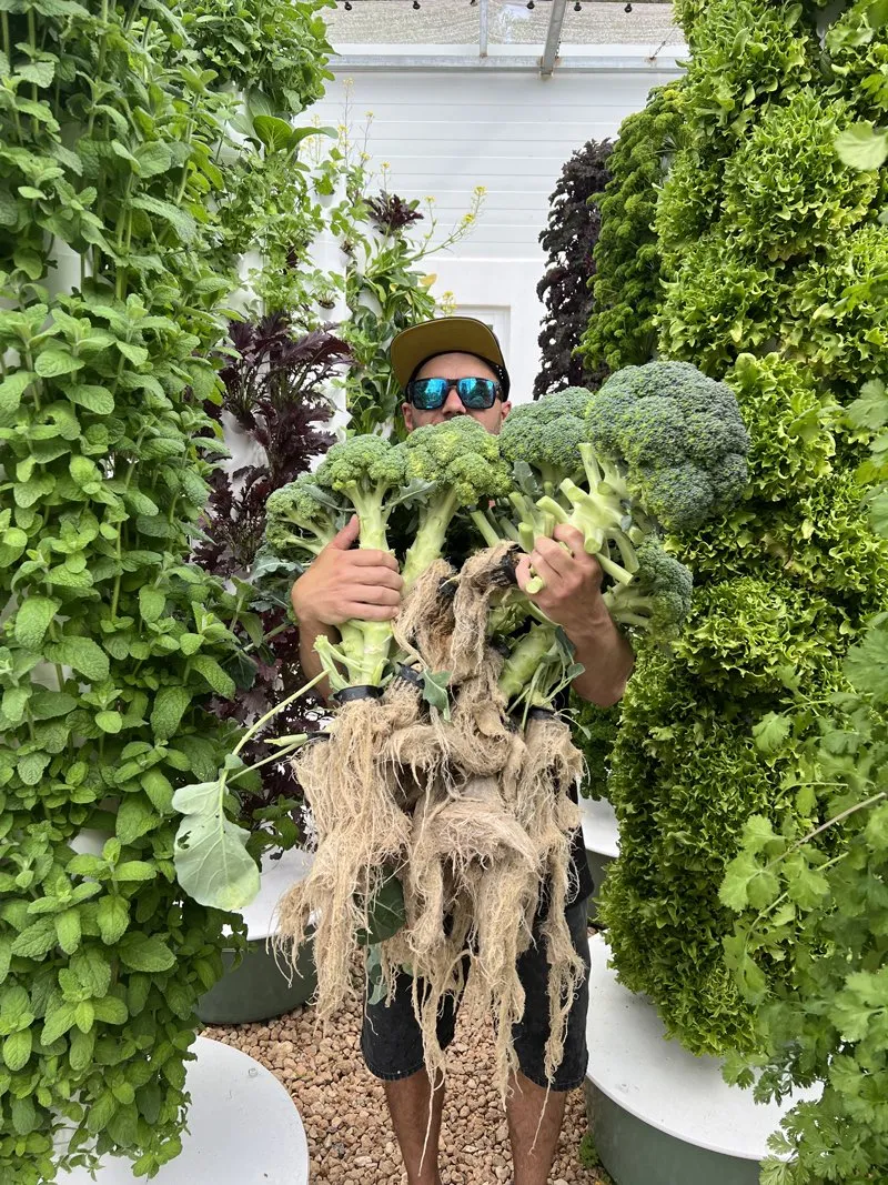 broccoli-on-tower-garden