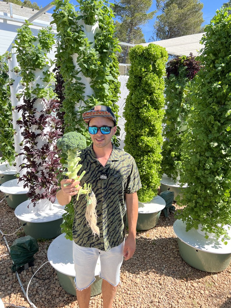 broccoli-soilless