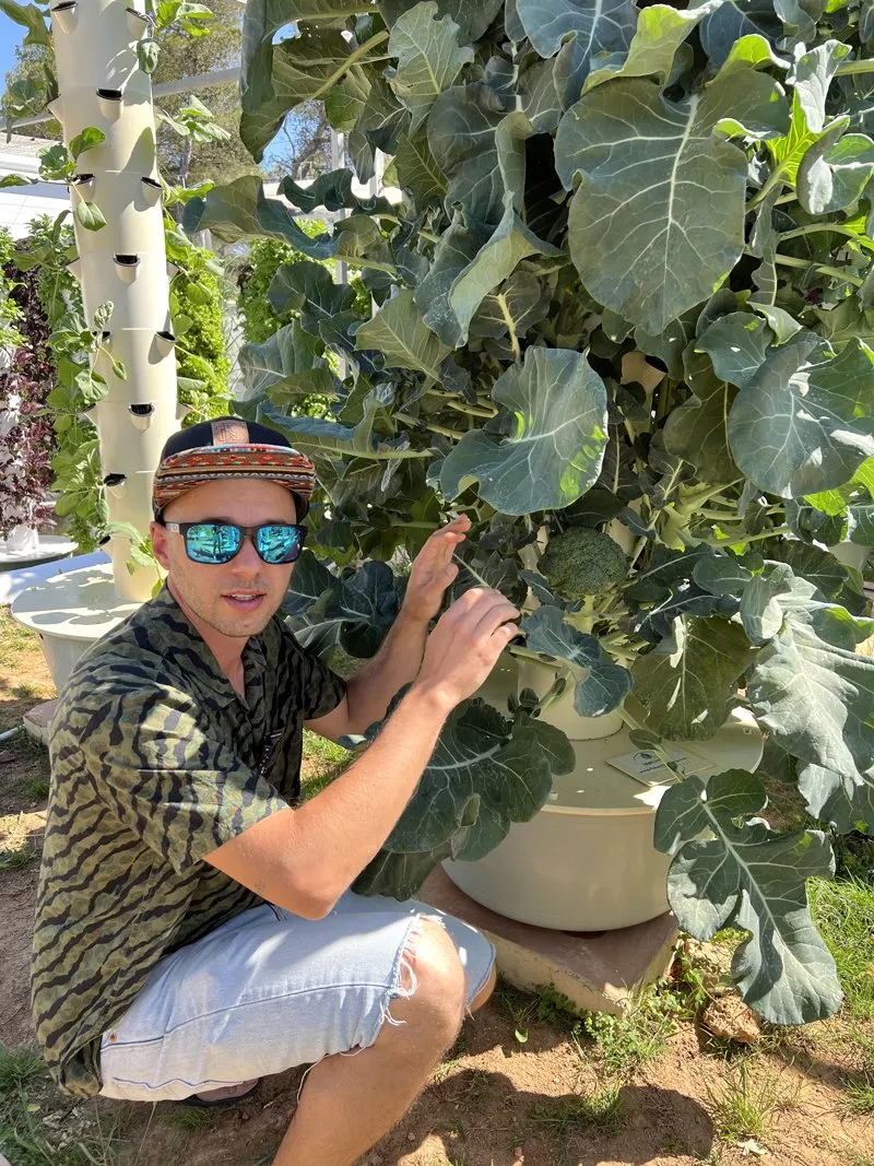 broccoli-vertical-farming