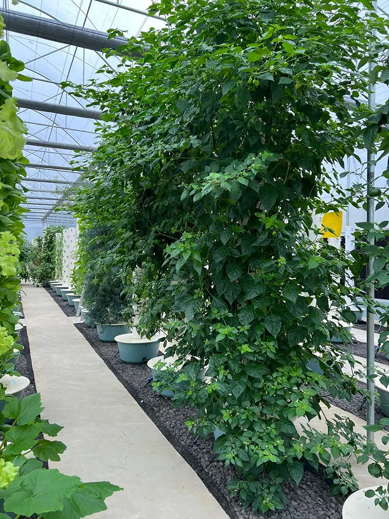 tower-garden-greenhouse