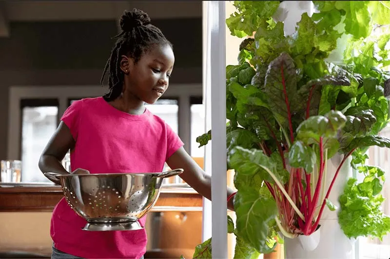 tower-garden-lettuice-harvest