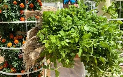How to Mix your Nutrients for a Tower Farm