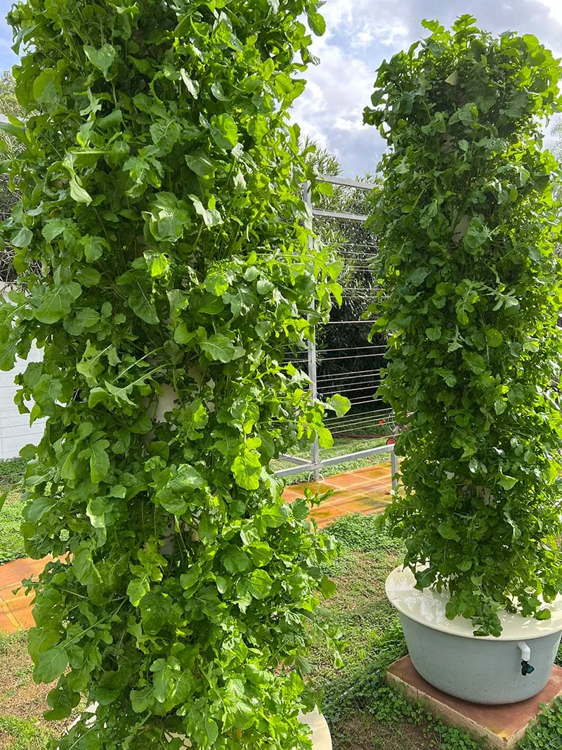 aeroponic-garden-bok-choy