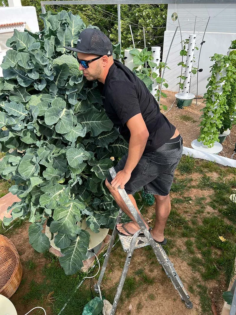 aeroponic-garden-broccolii