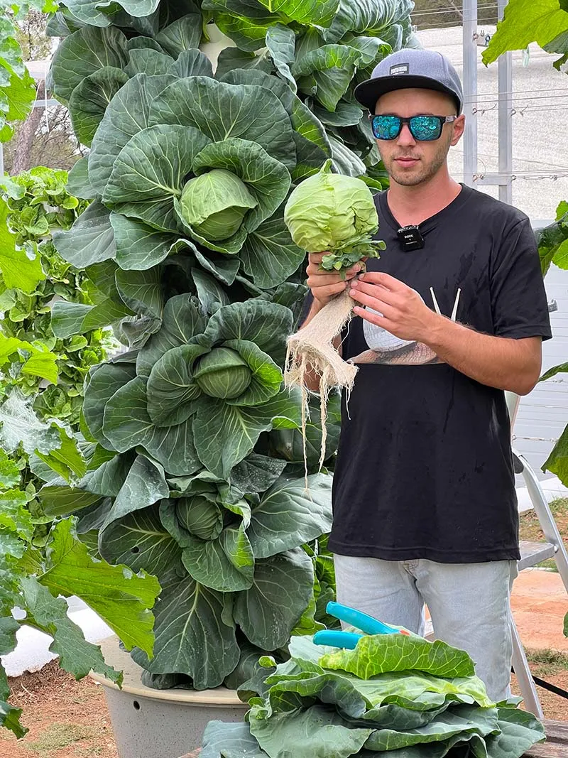 aeroponic-garden-cabbage