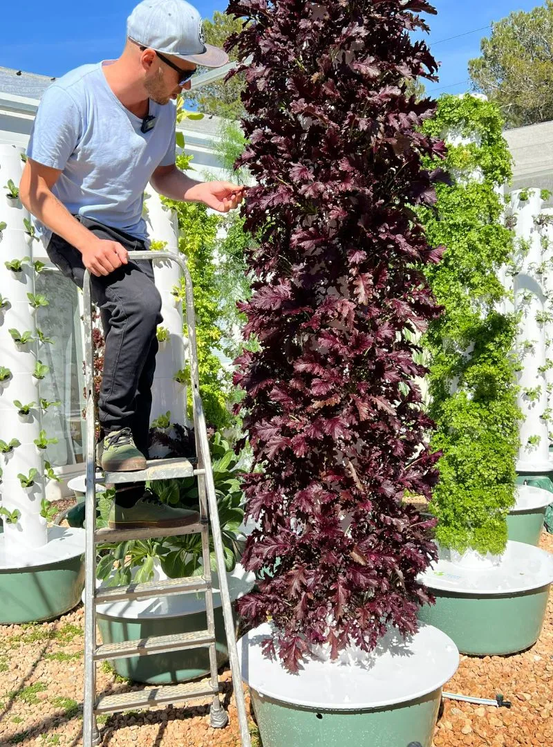 aeroponic tower trimming