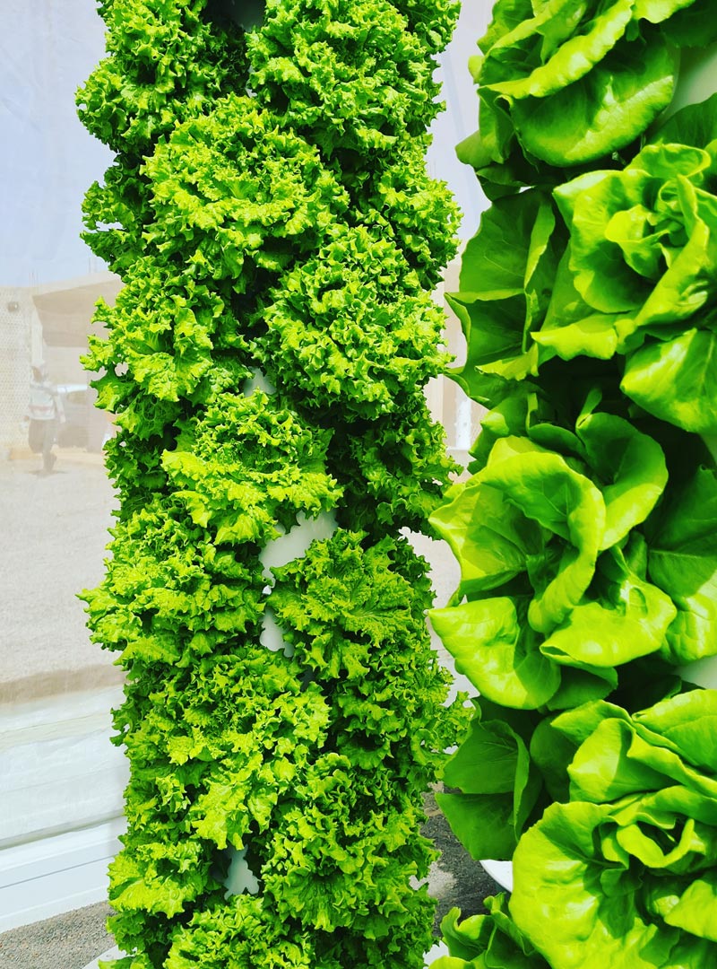 tower-garden-africa