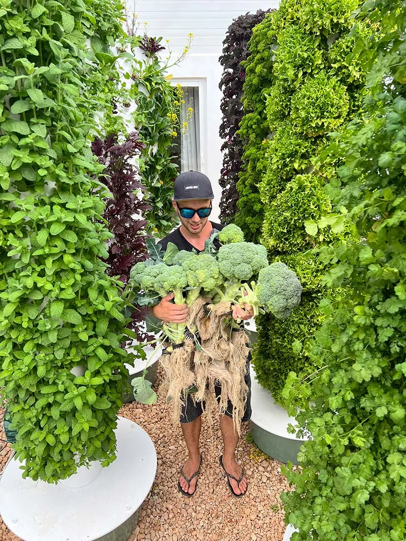 tower-garden-broccolii