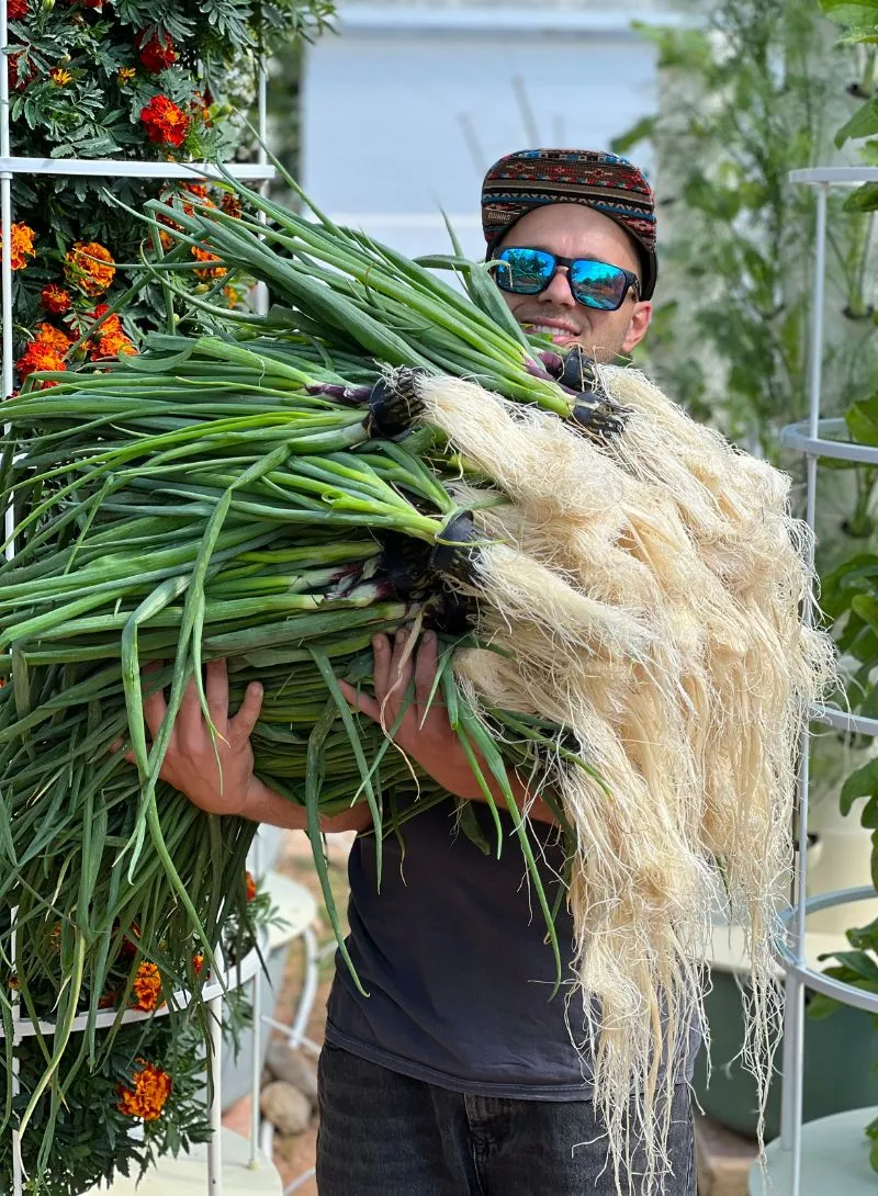 tower garden green onions
