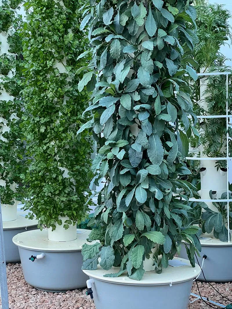 tower-garden-kale