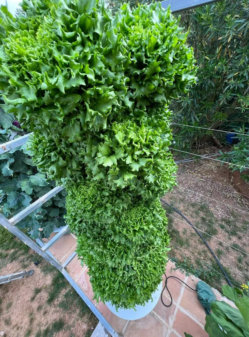 tower garden solo plant