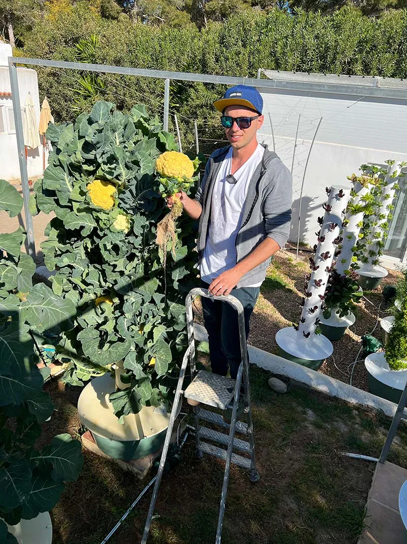 aeroponic-garden-cauliflower-planting