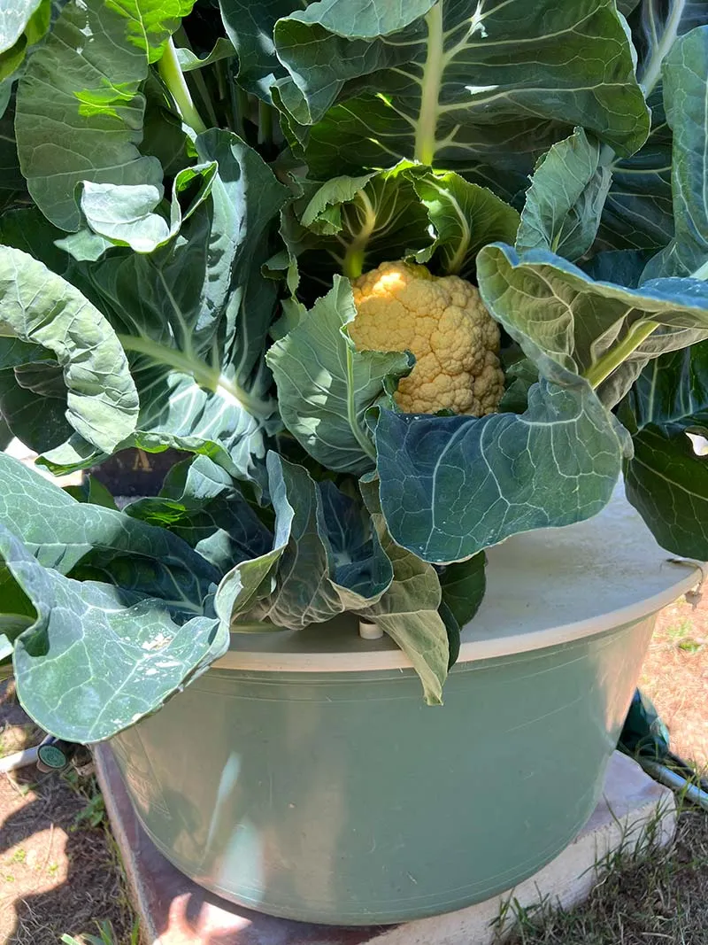 aeroponic-garden-cauliflower