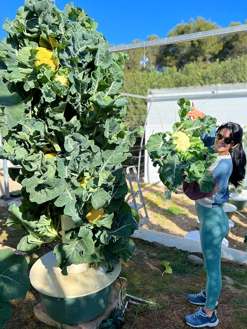 aeroponic-garden-cauliflowers
