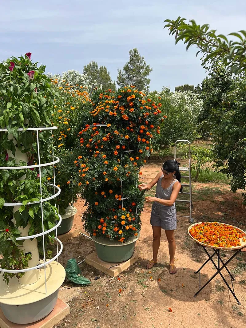 aeroponic-garden-marigold-plant