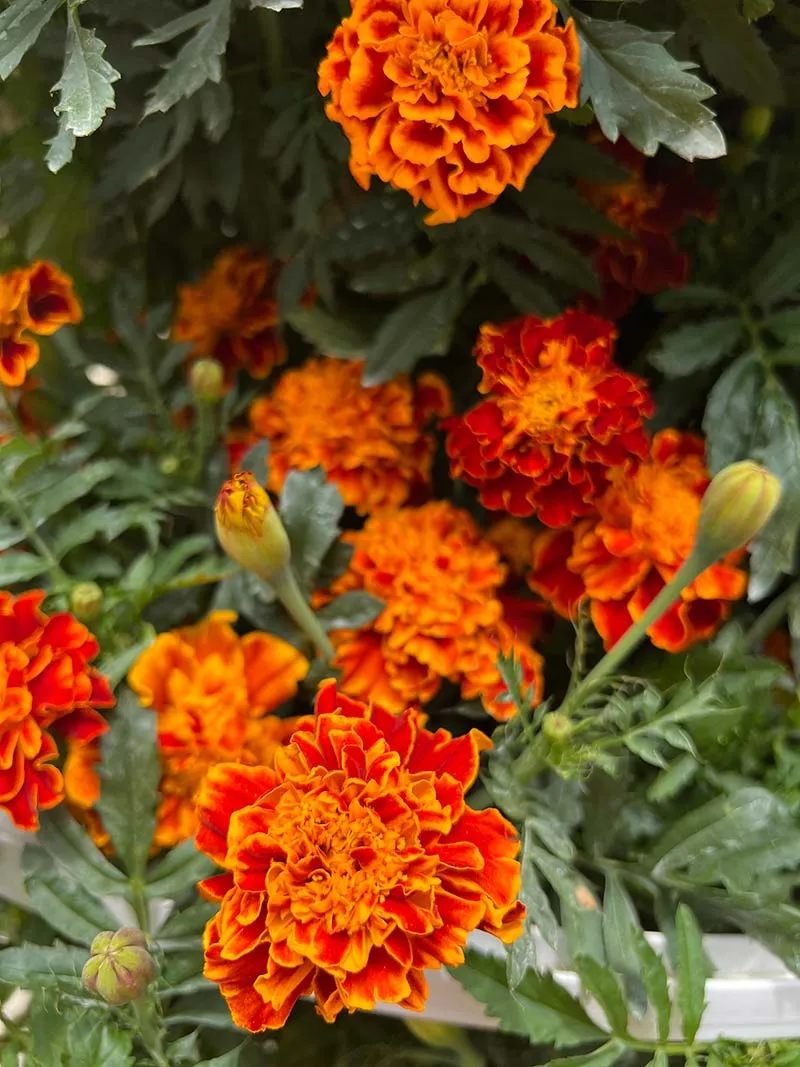 aeroponic-garden-marigold
