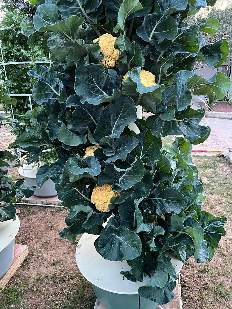 aeroponic-garden-plantation