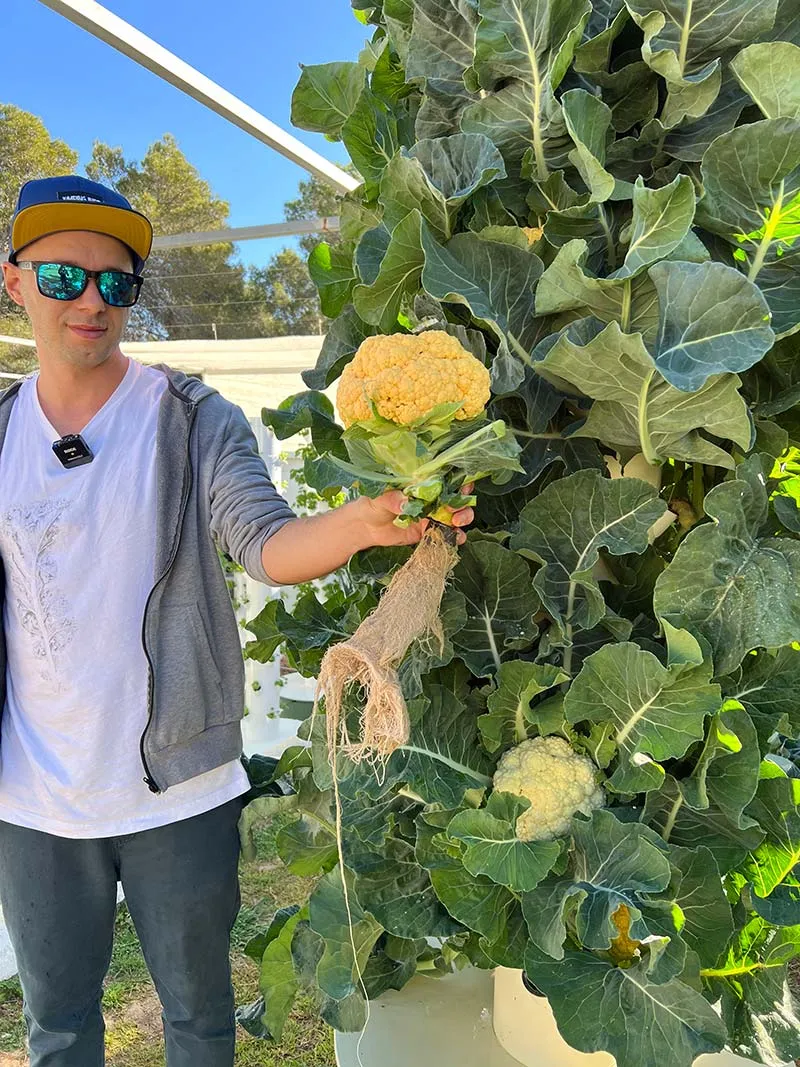 tower-garden-cauliflower-plant