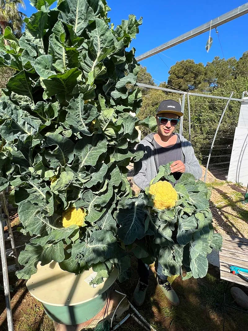 tower-garden-cauliflower-ripe