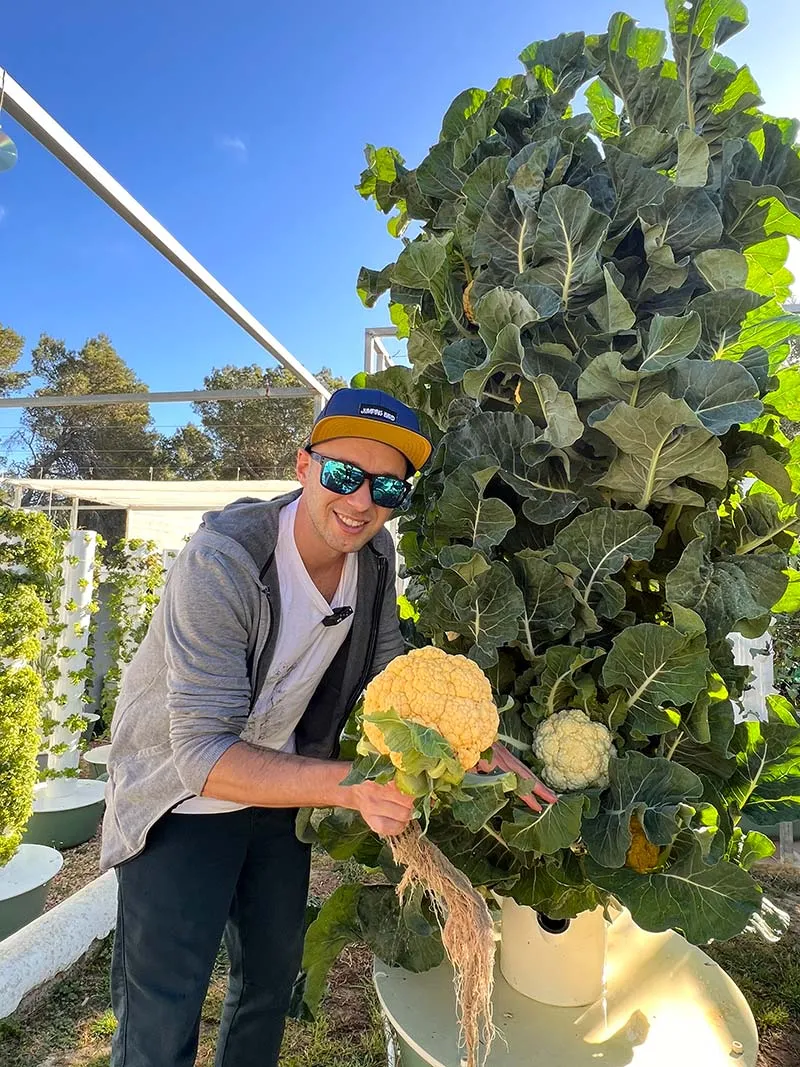 tower-garden-cauliflower