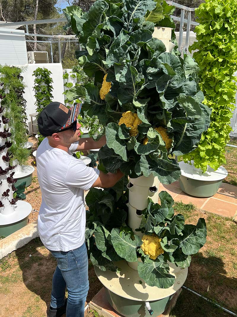 tower-garden-harvesting-cauliflower
