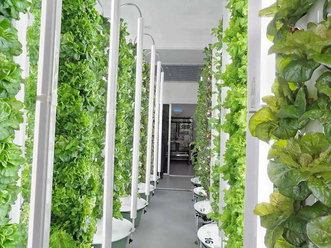 aeroponic-garden-Indoor-Farm
