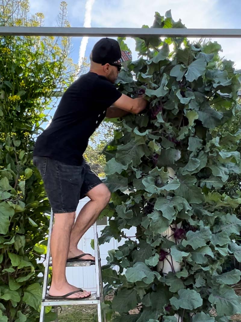 aeroponic-garden-growing-kohlrabi