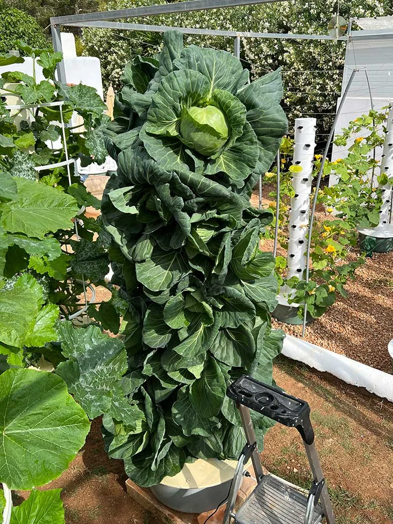 aeroponic-garden-cabbage-plant