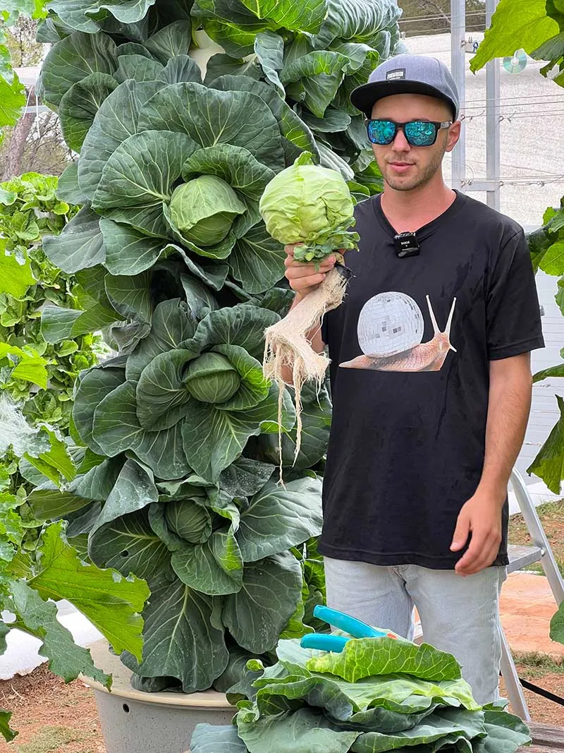 aeroponic-garden-cabbage