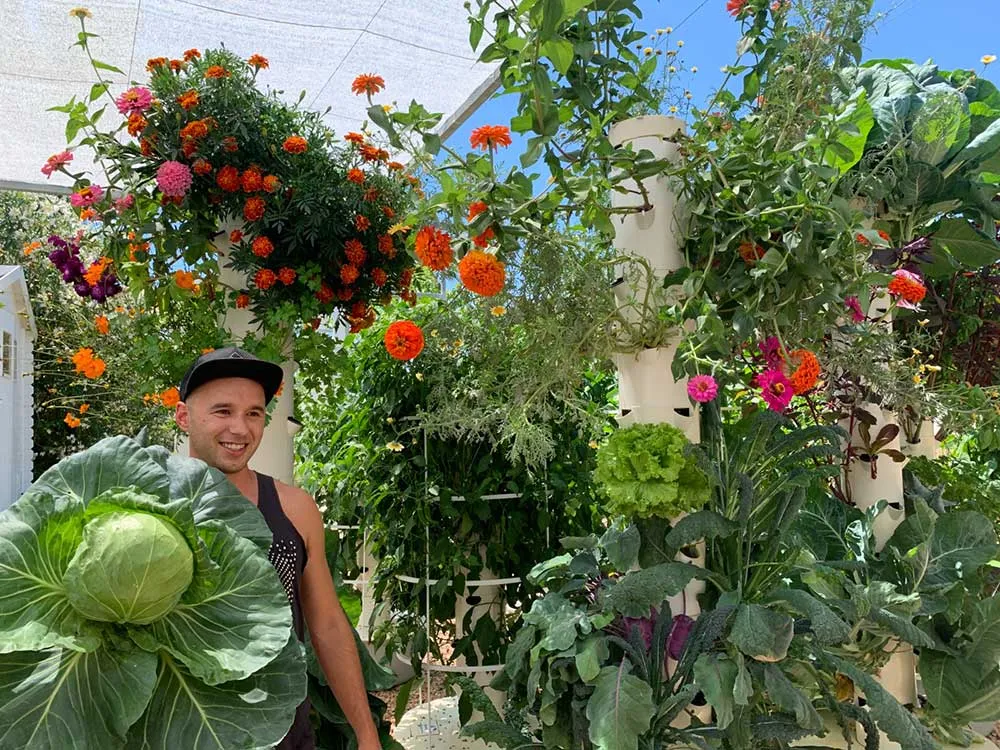 tower-garden-cabbage-plant