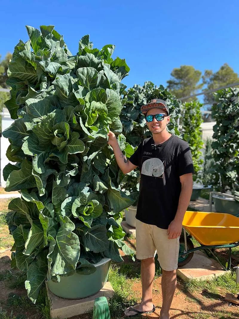 tower-garden-cabbage-tower