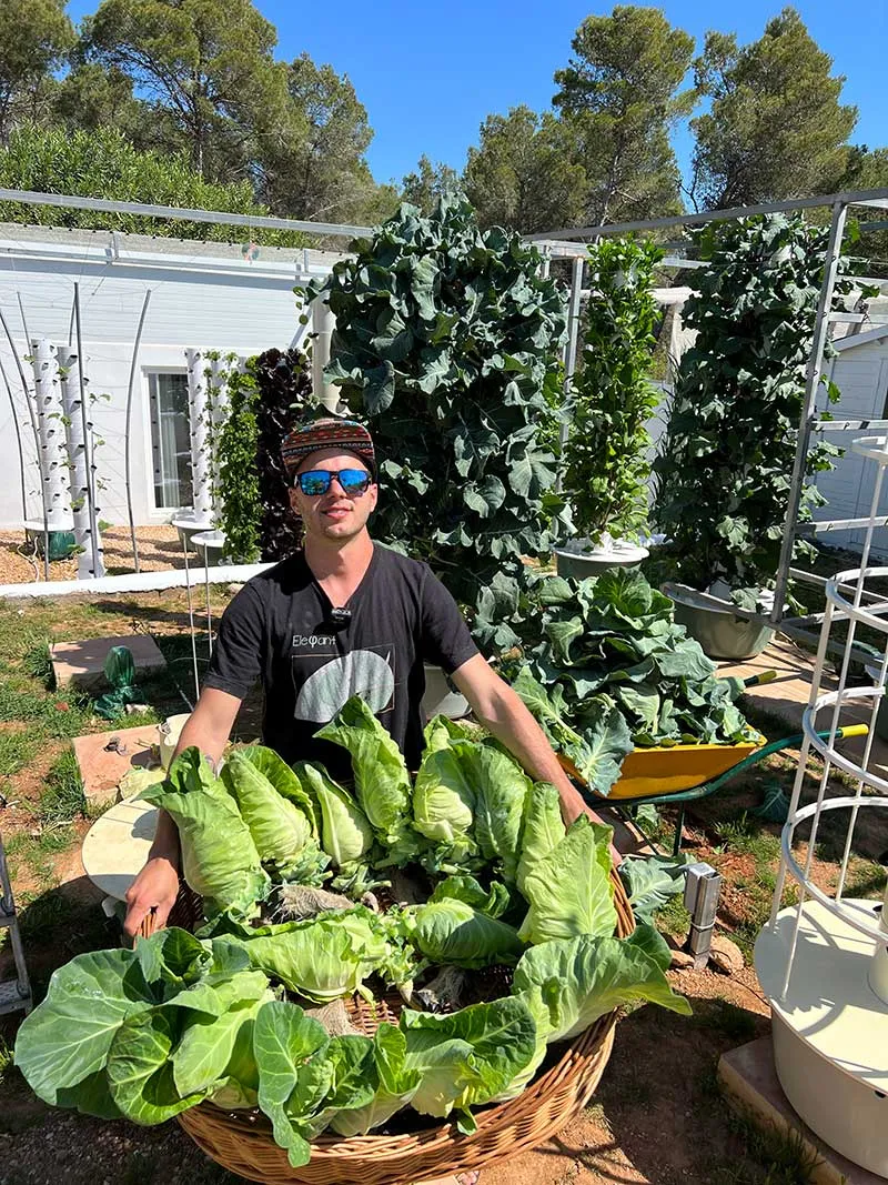 tower-garden-cabbage-vegetable