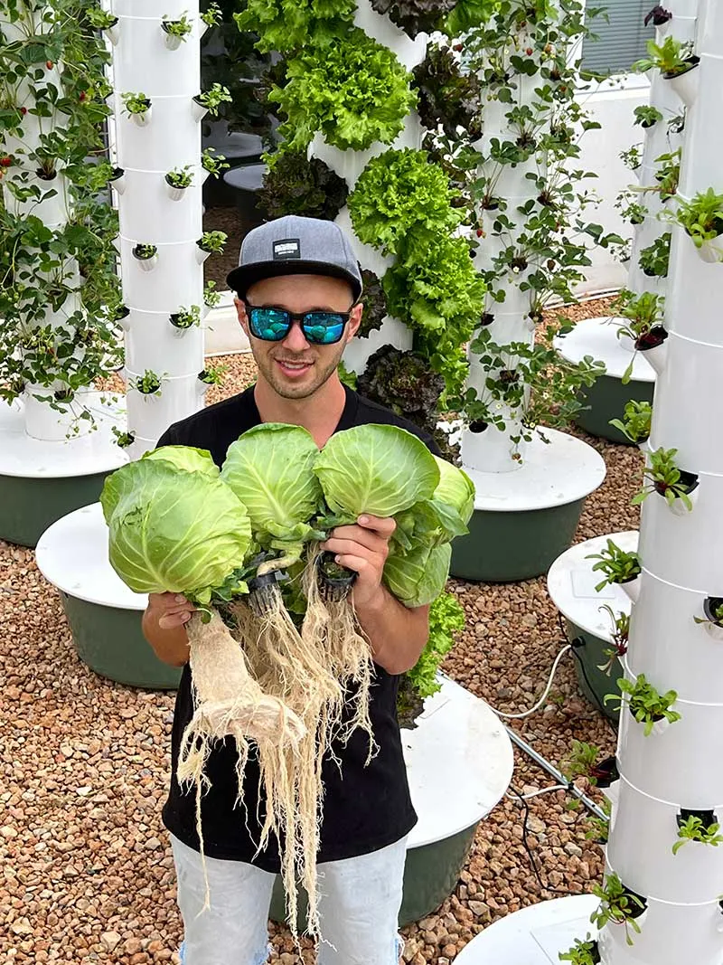 tower-garden-cabbage