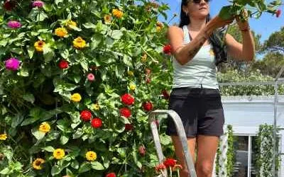 Growing Zinnia Flowers on Aeroponic Towers