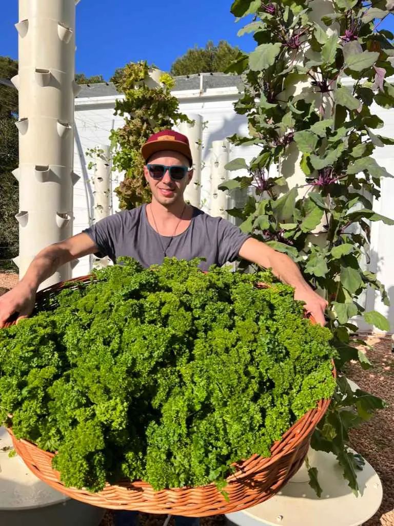 aeroponic-garden-parsely-plant