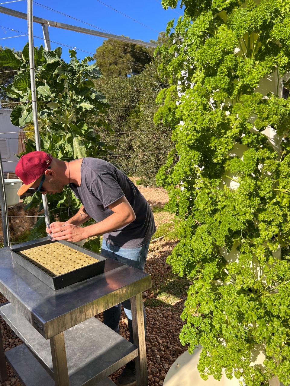 aeroponic-garden-parsely