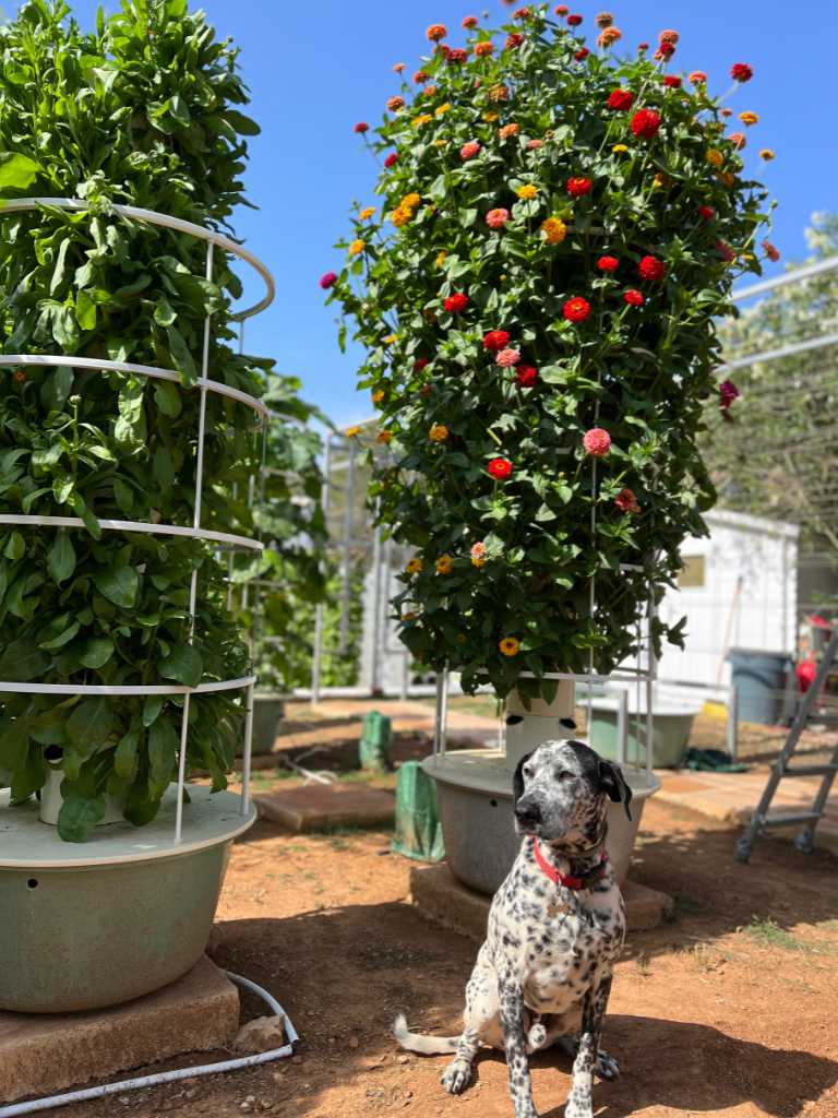 aeroponic-garden-zinnia-crops