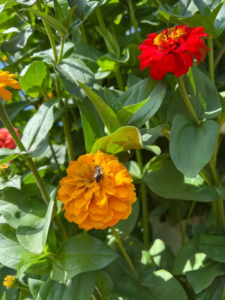 aeroponic-garden-zinnia-flower