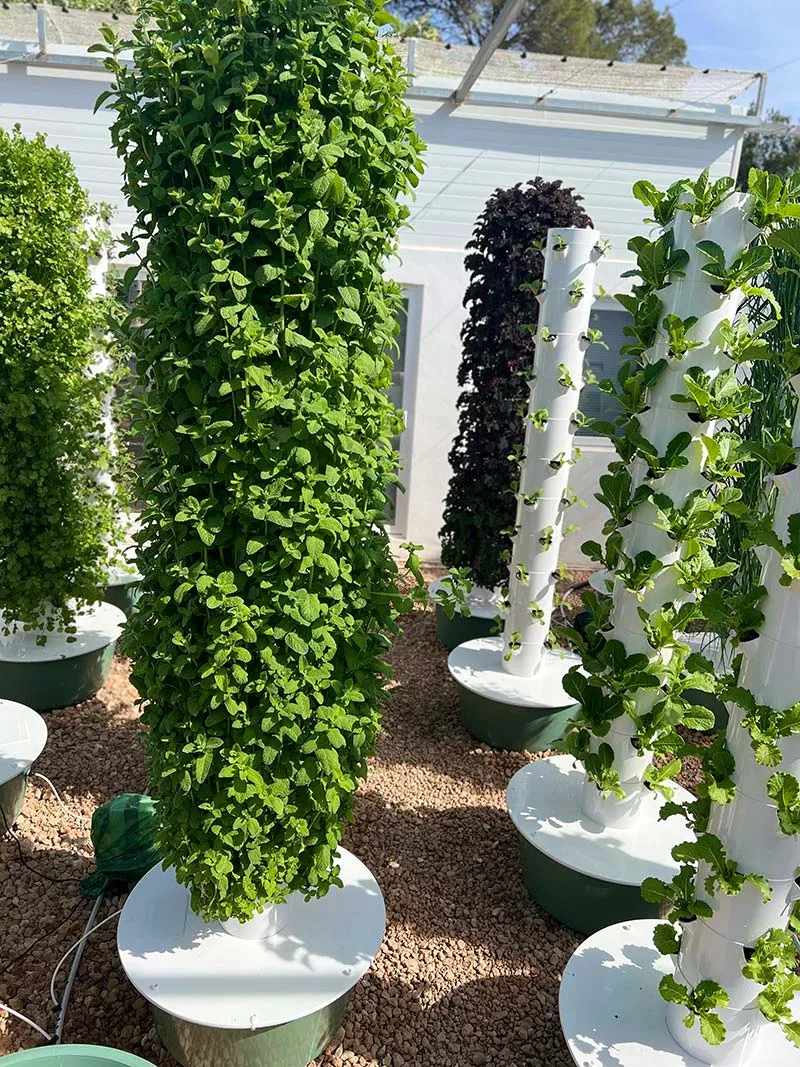 aeroponicr-garden-mint