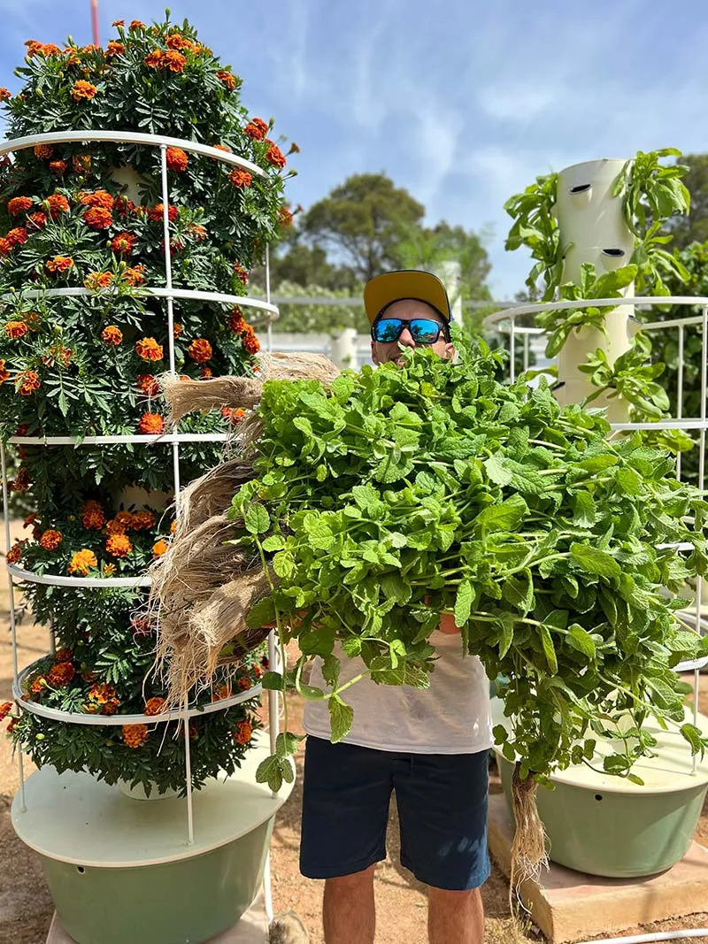 tower-garden-mint-plant